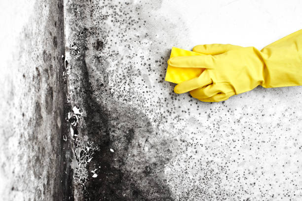 Best Mold Remediation for Healthcare Facilities  in Combee Settlement, FL